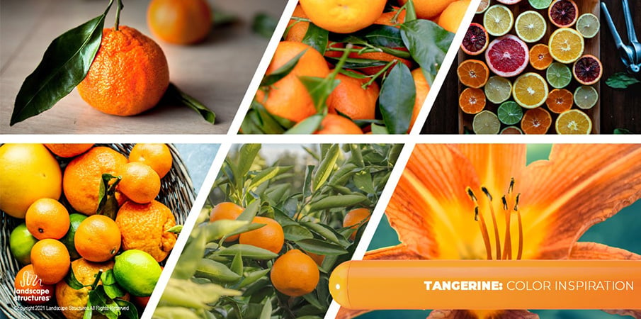 Collage of images showing orange tangerines and oranges and an orange flower to showcase the "tangerine" color inspiration.
